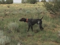 Pointer