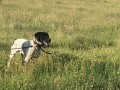 Pointer