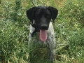 Pointer