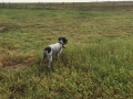 Pointer