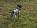 Pointer