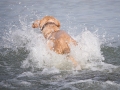 Water Dog