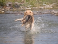 Yellow Lab Retrieving Ducks