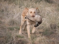 Yellow Lab Retrieving Ducks