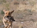 Yellow Lab Retrieving Ducks