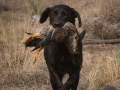 Black Lab Retrieving Ducks